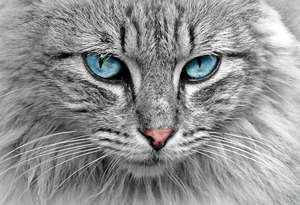 Blue Eyed House Cat