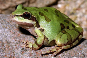 Arizona Tree Frog