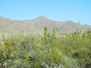 Desert Conservation