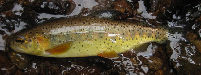 Apache Trout - copyright Jennifer Johnson, US Fish & Wildlife Services