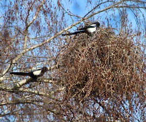 Magpie Nesting 